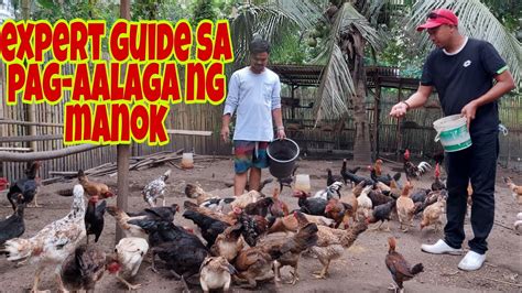 PAANO MAGING MAKINTAB ANG BALAHIBO NG ALAGANG MANOK .